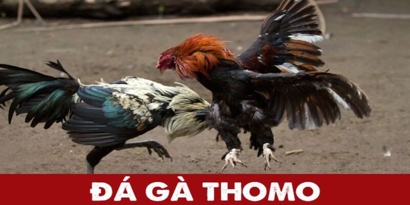 da-ga-thomo-2